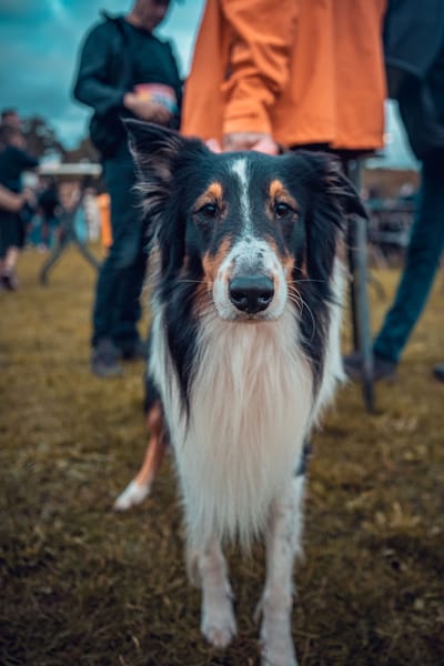 Een foto van Sportfestival 2023