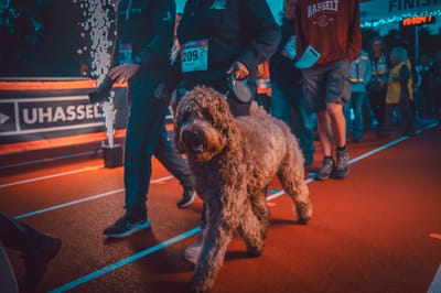 Een foto van Sportfestival 2023